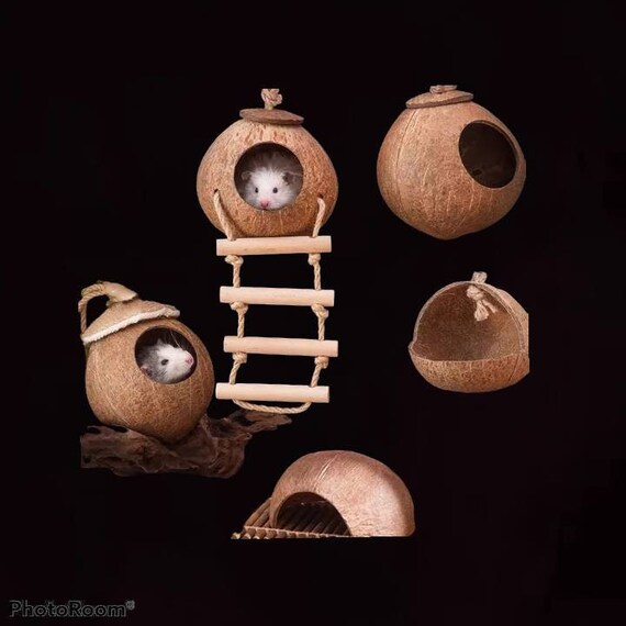 sugar glider coconut