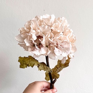 May include: A single, dried hydrangea flower with a long, brown stem and green leaves. The flower is a pale pink colour and has a delicate, ruffled texture.