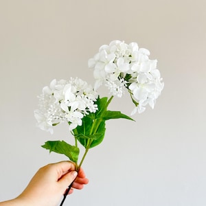 May include: A single stem of white hydrangea flowers with green leaves.