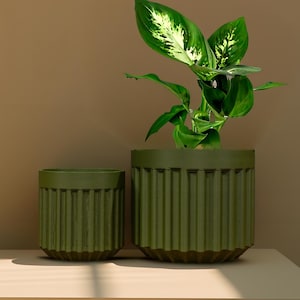 May include: Two olive green, ribbed planters of different sizes sit on a light-colored shelf. The larger planter holds a vibrant green plant with white-veined leaves. The background is a warm, neutral tone.