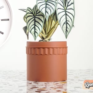 May include: A houseplant with large, white and green leaves in a terracotta pot with a decorative rim. The pot is sitting on a light-colored surface.