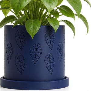 May include: A houseplant with bright green leaves in a navy blue ceramic pot. The pot has a repeating leaf design and a matching saucer. The plant pot is a stylish addition to any home decor, and is suitable for a variety of plants.