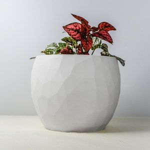 May include: A white ceramic planter with a textured, geometric design. The planter is filled with a leafy plant with red and white variegated leaves.