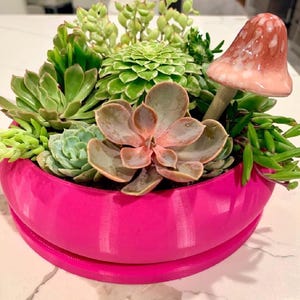Bubble Plant Pot Unique, Single Ring Planter Pots with Drainage and Drip Tray Saucer, Large Shallow Bowl Planters, Bonsai and Succulents