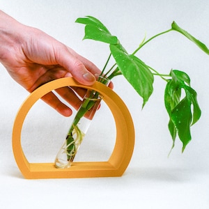 Peut inclure: Un vase en céramique jaune en demi-cercle avec un tube à essai en verre transparent contenant une plante verte avec des racines.