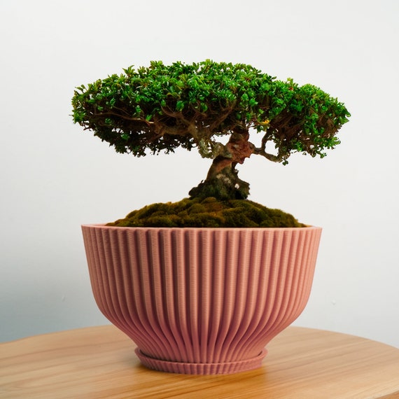 Bonsai Topf mit Drainage und Untersetzer, Sukkulenten Gesteck Pflanztopf  Unikat, Kakteen und Zimmerpflanzen bertopf, Leichte Breite Schale - Etsy.de