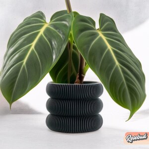 May include: A dark grey, textured, cylindrical planter with a plant with large, dark green leaves. The plant is a Philodendron Birkin.