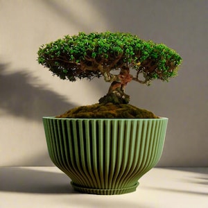 May include: A small green bonsai tree with a thick trunk and many branches, growing in a green, ribbed ceramic pot with a matching saucer.