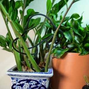 Peut inclure: Deux plantes en pot avec des feuilles vertes. La plante de gauche est dans un pot en c&eacute;ramique bleu et blanc avec un support de plante noir. La plante de droite est dans un pot en terre cuite.