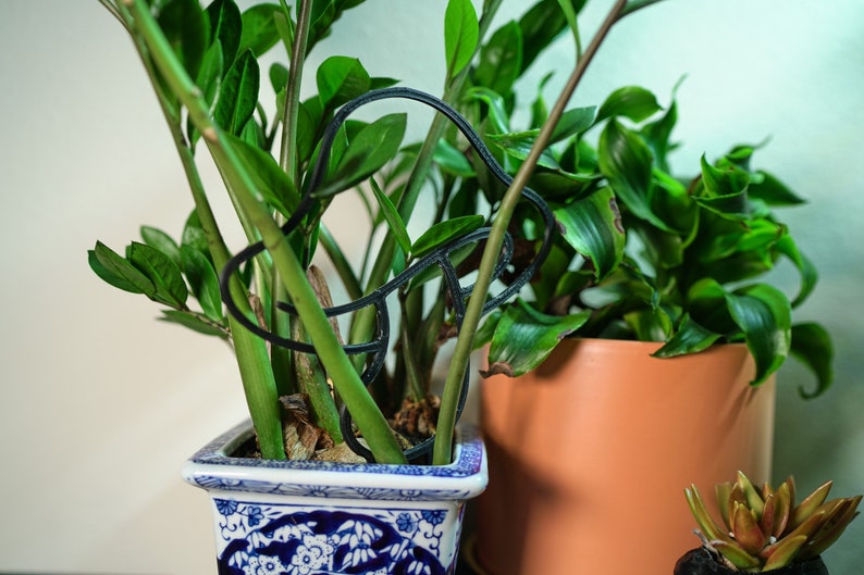Peut inclure: Deux plantes en pot avec des feuilles vertes. La plante de gauche est dans un pot en c&eacute;ramique bleu et blanc avec un support de plante noir. La plante de droite est dans un pot en terre cuite.