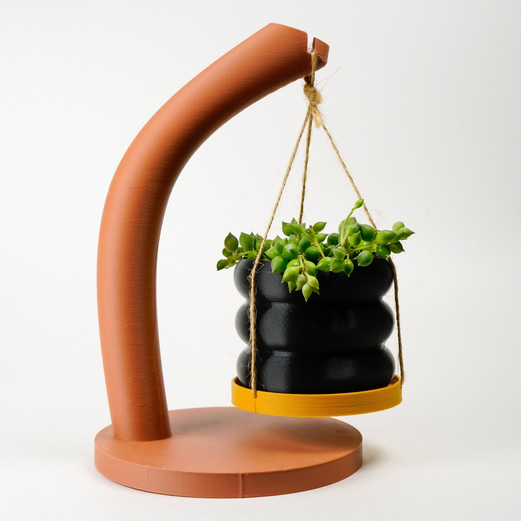 Crea Il Tuo Giardino Roccioso Con Queste 5 Piante Grasse Che Non Temono Il Sole