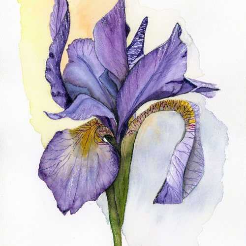 Purple Iris Watercolor Painting Print by Cathy Hillegas Iris - Etsy