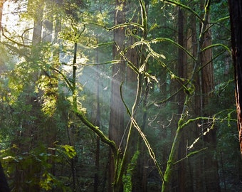 Redwood Forest Photo/Canvas Print