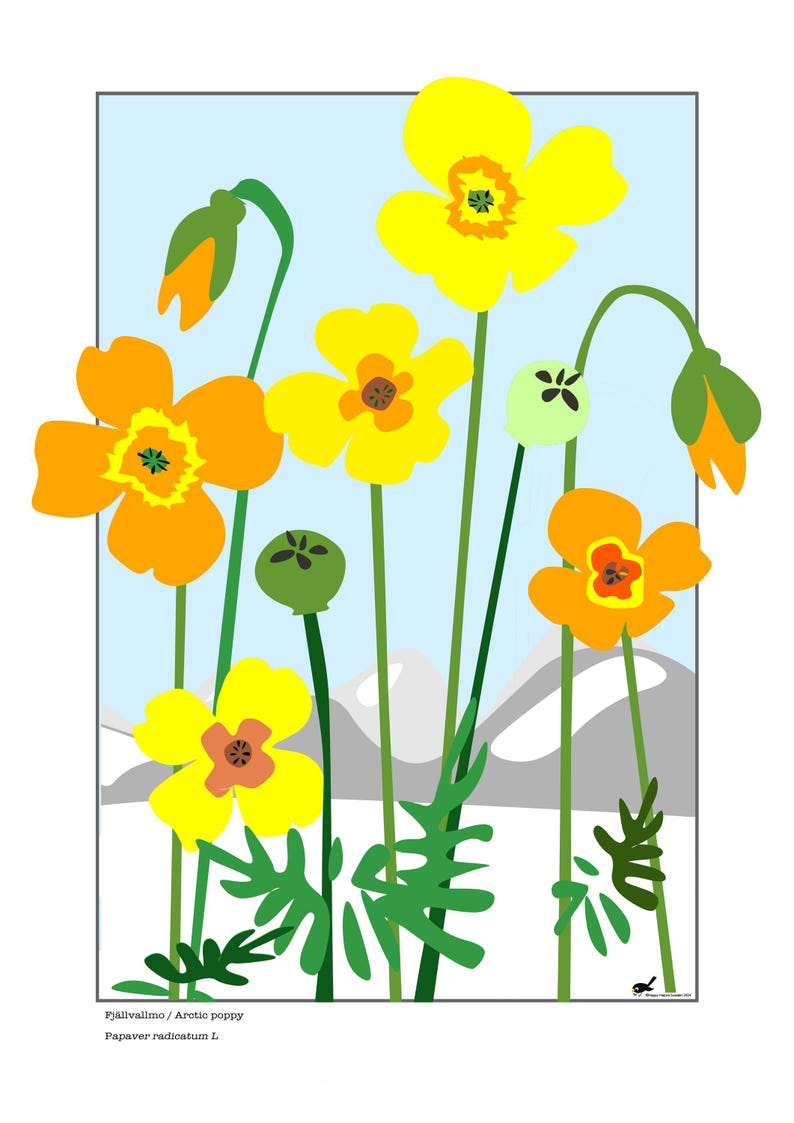 Arctic Poppy Digital Download Scandinavian Flower Artwork Gift Wall