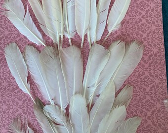 DOVE Feathers. ‘Tatty’  Weddings//Steampunk/ Accessories. Medium size pack 10