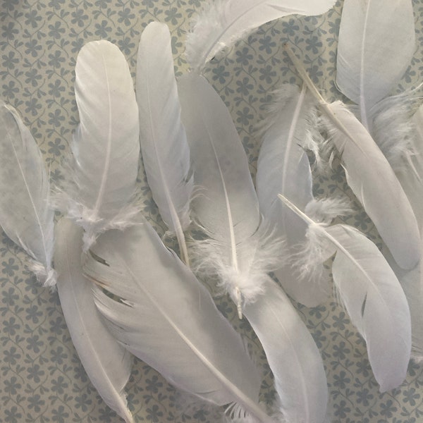 DOVE Feathers. White.  Weddings//Steampunk/ Accessories. Medium size pack 8