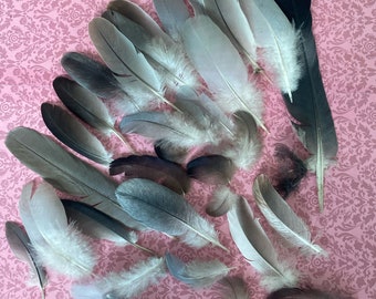 Mixed Grey feathers. Turtledove. Dove. Pigeon mix.  Feathers selection. Ethical . Decor/Magic /Crafts.