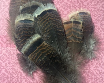 Turkey Tail Feathers! . Steampunk. Altar/ Accessories/Crafts.