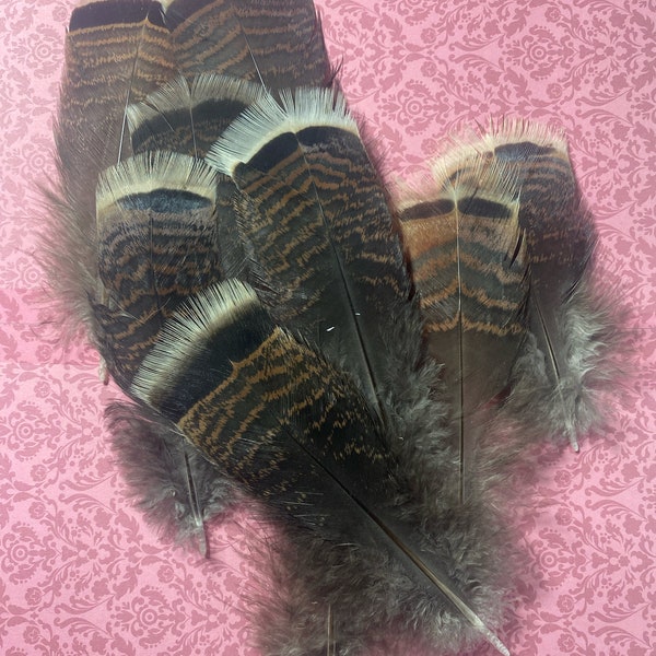 Turkey Tail Feathers! . Steampunk. Altar/ Accessories/Crafts.