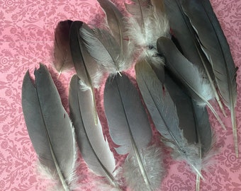 Ring neck Doves Feathers selection. Ethical . Decor/Magic  Accessories/Crafts.