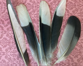 MAGPIE Feathers Set 5 . Decor/Magic  Accessories/Crafts.