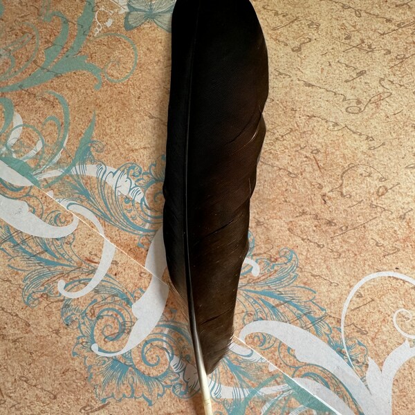 Black CROW  feather. Steampunk. Altar/ Accessories/Crafts.  Real feather. Ethical