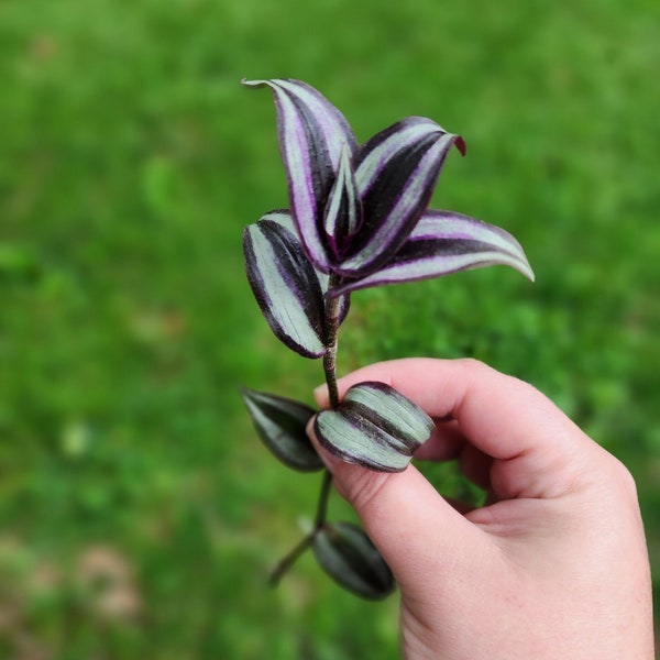 Wandering Dude (Tradescantia Zebrina) Cutting, Wandering Dude (Tradescantia Zebrina) Baby, Wandering Dude Starter Plant