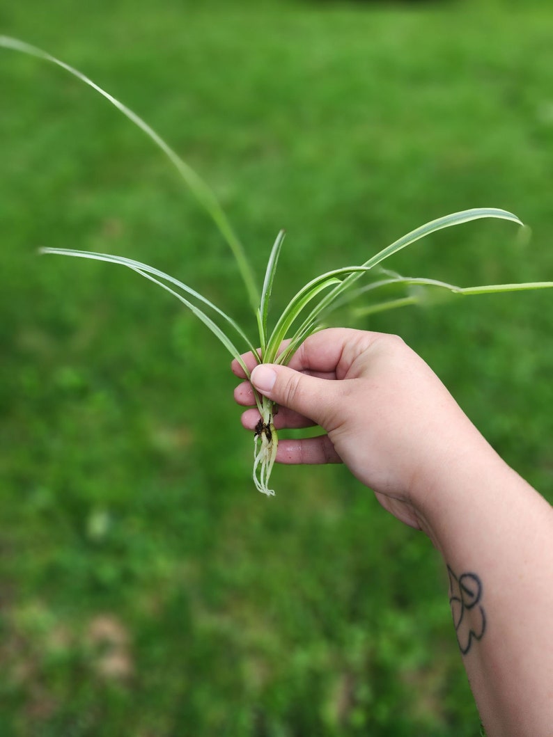 Spider Plant Cutting Spider Plant Pup Spider Plant Clipping Etsy