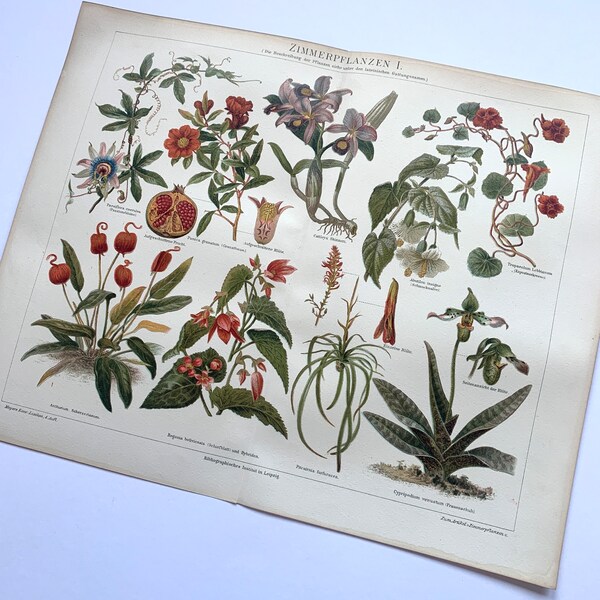 Vintage Grafik Druck Bild Lithographie "Pflanzen" Farblithographie, aus Meyers Konversationslexikon 1890