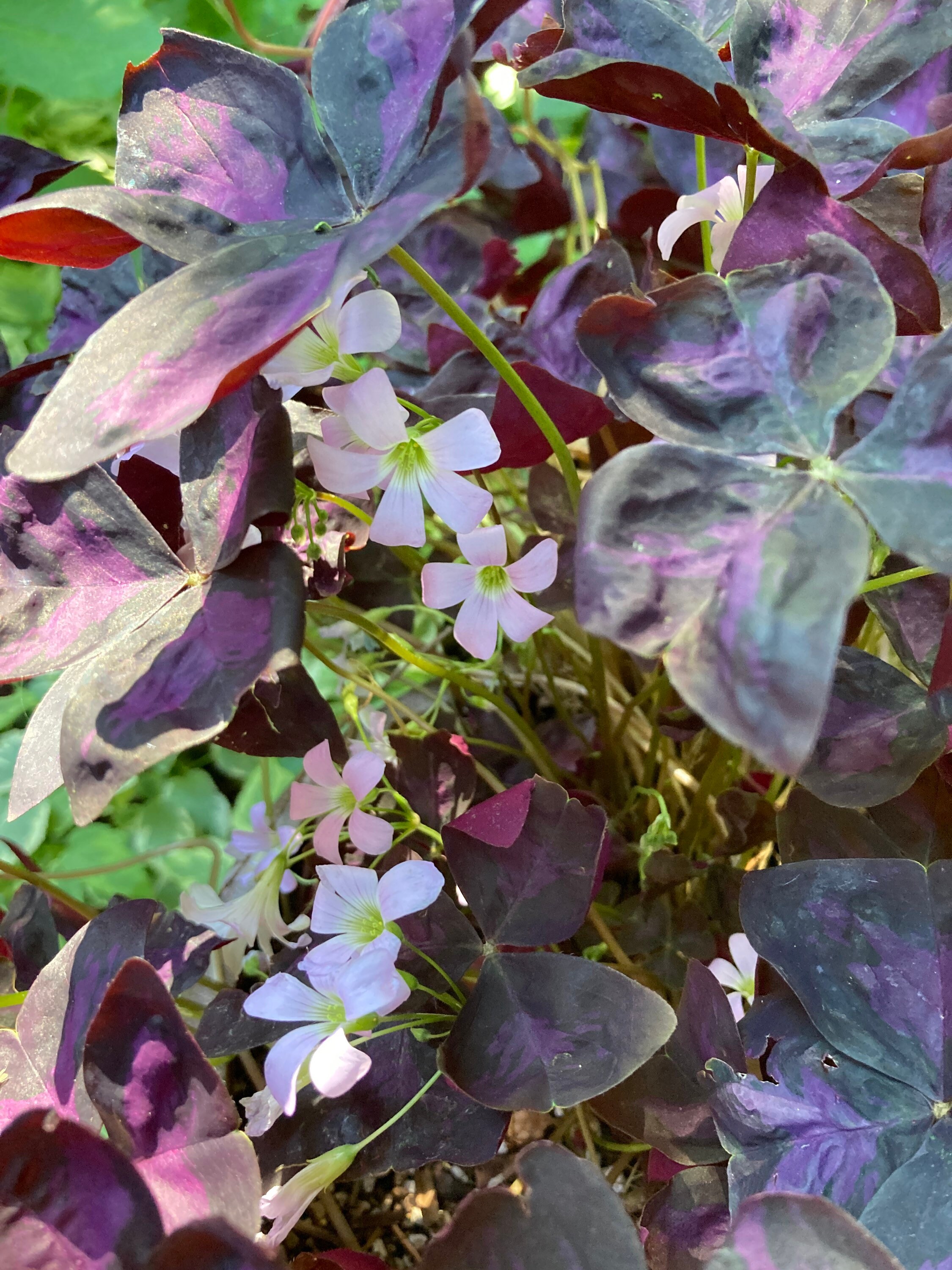 Purple shamrock Oxalis Triangularis live plant grown in 4 Etsy