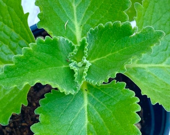 Live Cuban Oregano Plant Start, Coleus amboinicus, Plectranthus amboinicus, 4” pot, USA grown