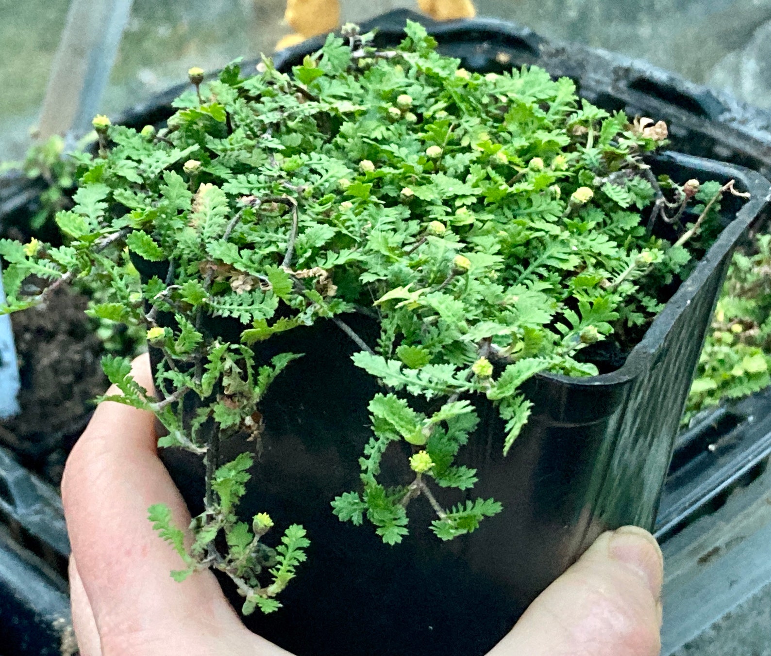 Leptinella Brass Buttons Green Variety Leptinella Squalida Etsy