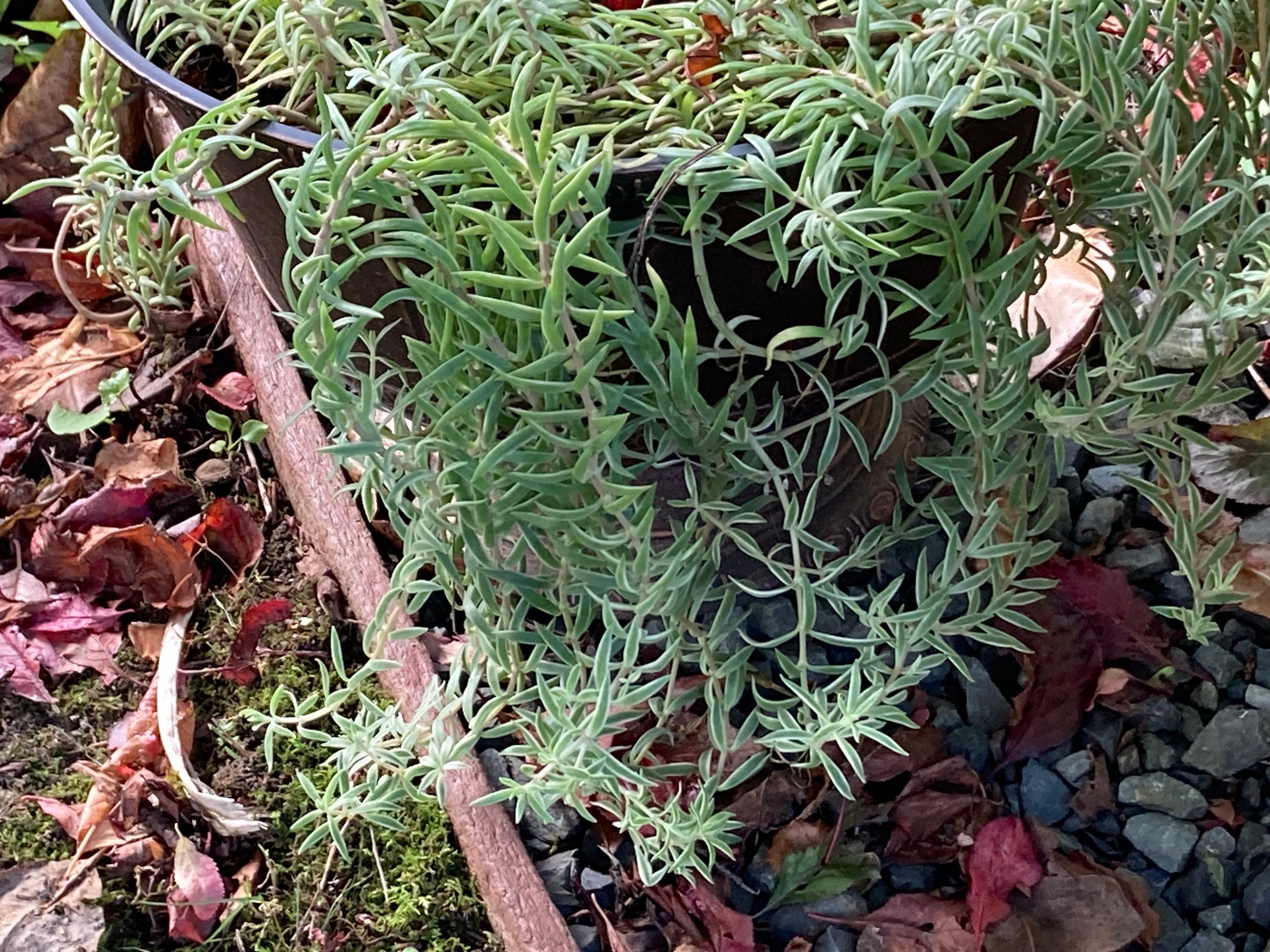 Sedum Lineare sea Urchin Plant - Etsy UK