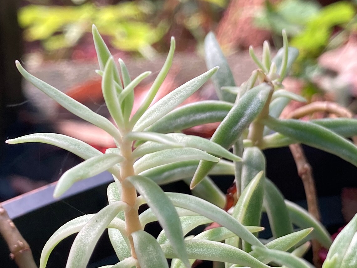 Sedum Lineare sea Urchin Plant - Etsy UK