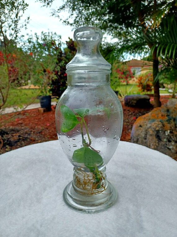 Pothos Aquatic Terrarium in a Repurposed Glass Holder - Etsy