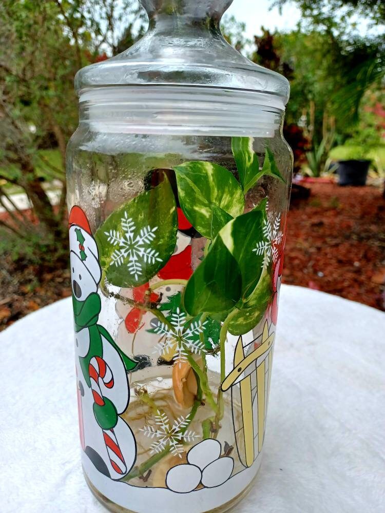 Pothos Aquatic Terrarium. Water Plant. - Etsy UK