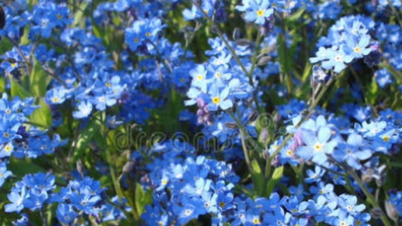 Organic Me Nots Edible Flowers Edible Petals Dried Etsy