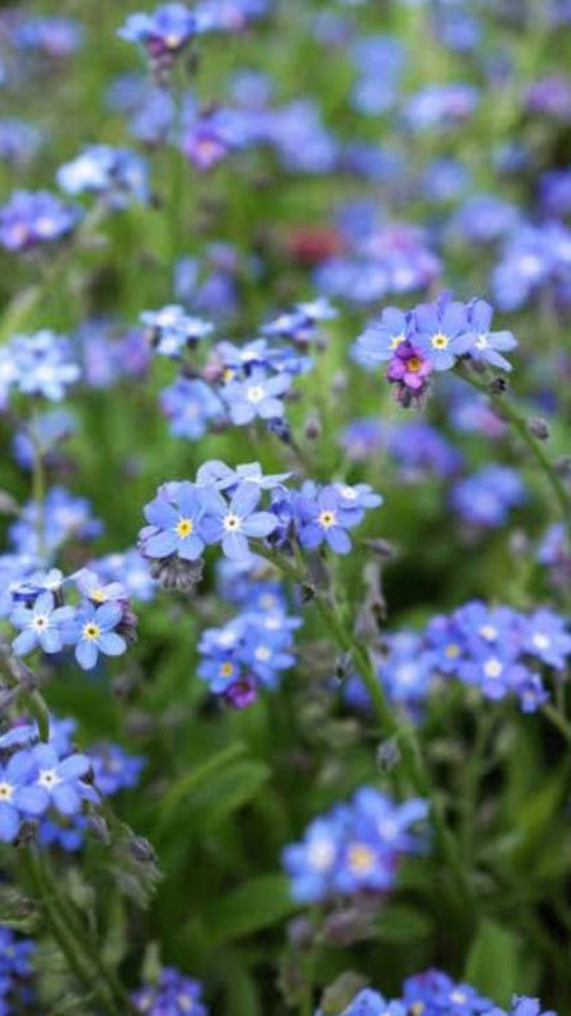 Organic Me Nots Edible Flowers Edible Petals Dried Etsy