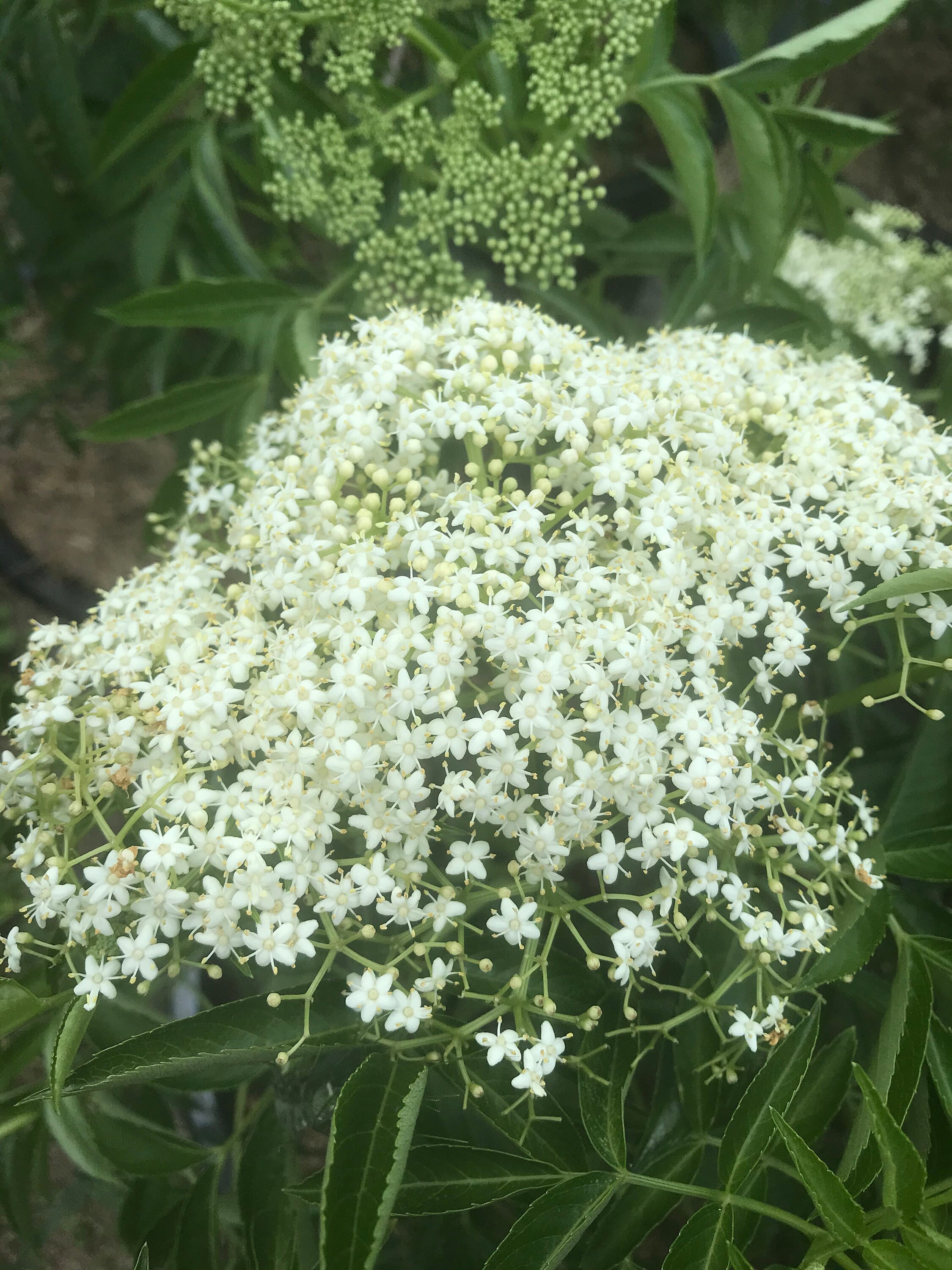 Organic Dried Elderflowers Herbal Tea Etsy