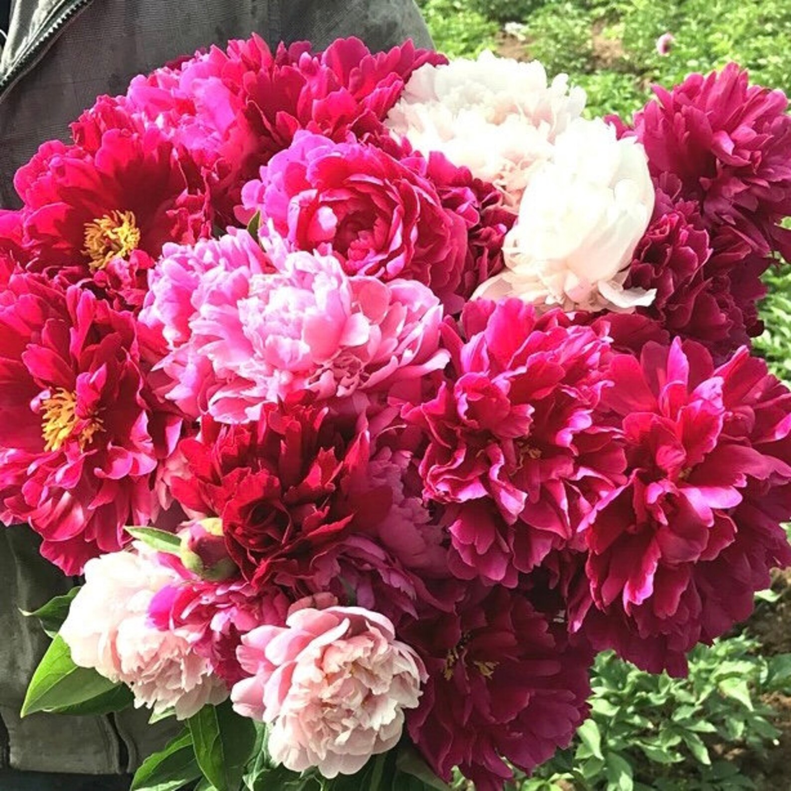 Organic Peony Petals Edible Petals Edible Flowers Herbal Etsy