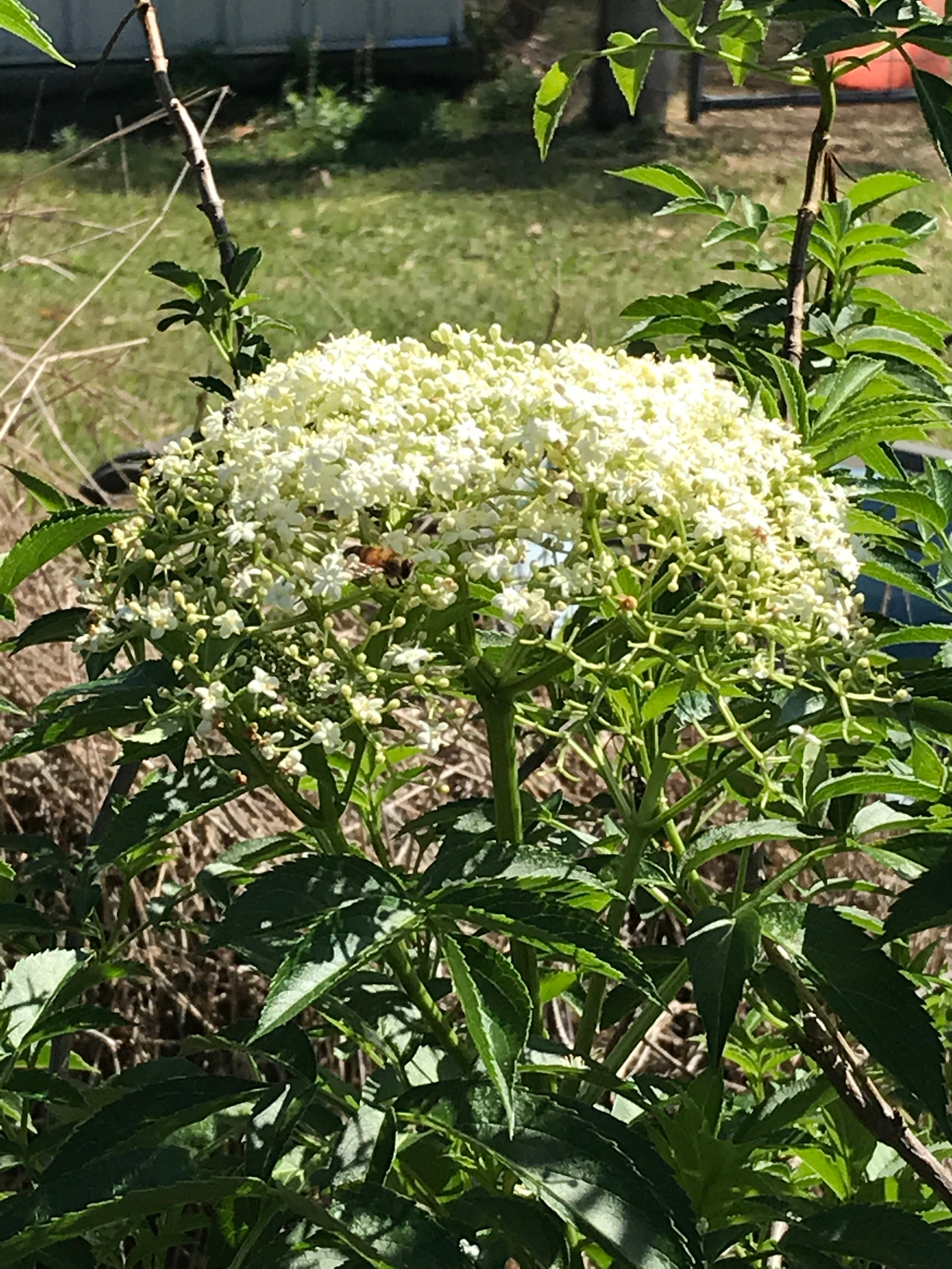 Organic Dried Elderflowers Herbal Tea Etsy