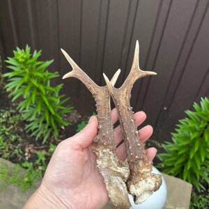 Natural roe deer antlers.Original wall holder for storing jewelry, home decor.Small natural antlers.