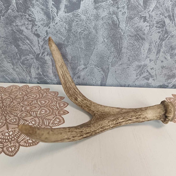 Selling red deer antlers