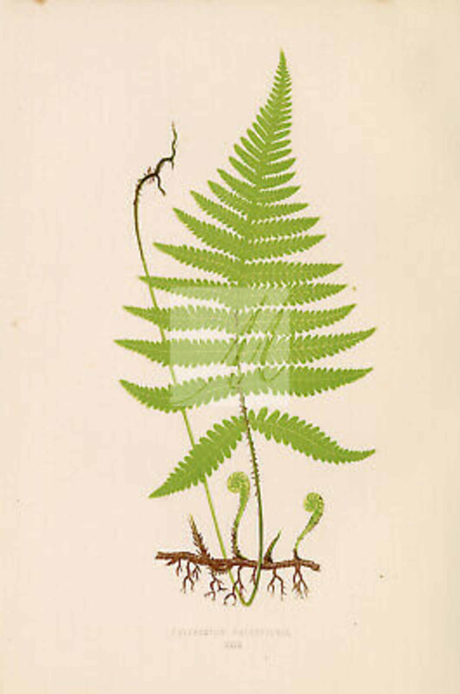 Fern art