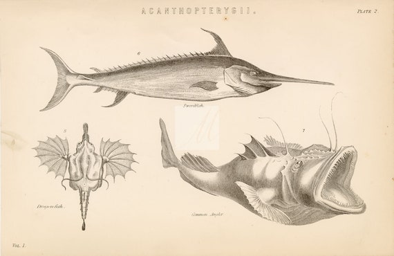 Antique Artwork #B150 White Shark Angel Fish CHONDROPTERYGII