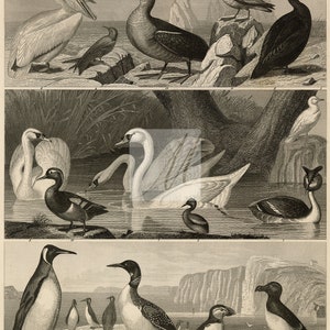 BIRDS Ornithology Spoonbill King Duck Ibis Trumpeter Gull Puffin Albatros Screamer Pelican Penguin 1822 Antique Print Engraving