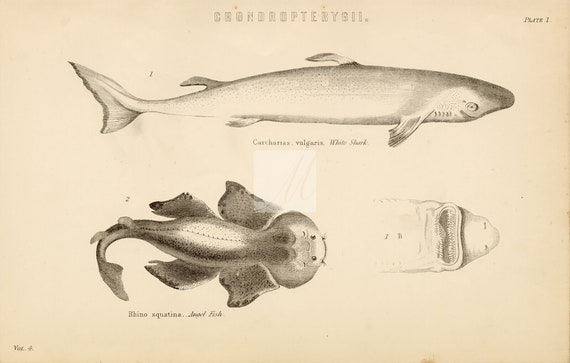 Antique Artwork #B150 White Shark Angel Fish CHONDROPTERYGII