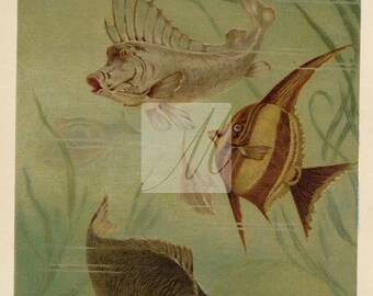 Antique Artwork #B150 White Shark Angel Fish CHONDROPTERYGII