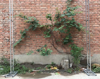 May include: A metal archway structure with a vine growing up the side of a brick wall. The archway is made of metal pipes and is freestanding. The vine is green and has leaves. The brick wall is red and has a rough texture.