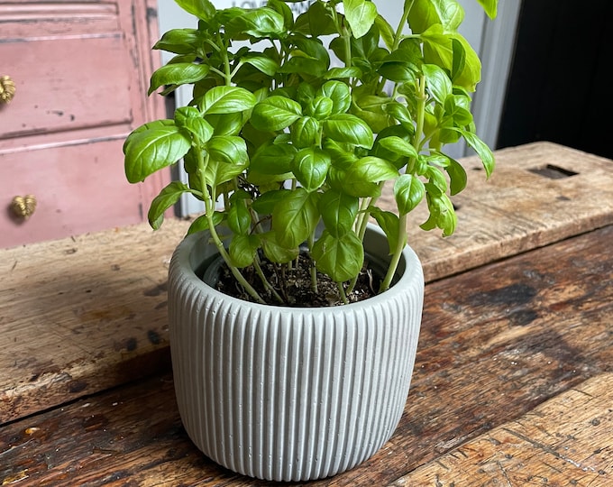 Concrete plant pot, ribbed concrete planter, grey, ivory, black, herb pot, plant pot, succulent pot, plant pot, handmade, concrete, gift